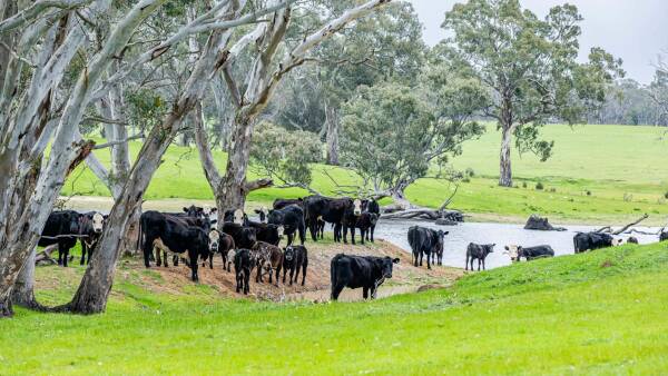 Stapleton: well-watered rolling red gum grazing country for 450 breeders