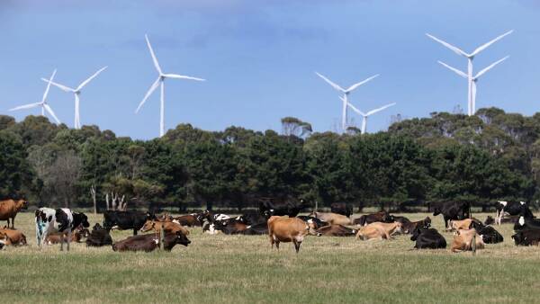 Need for interpreters could see dairy cattle cruelty case move to Hobart