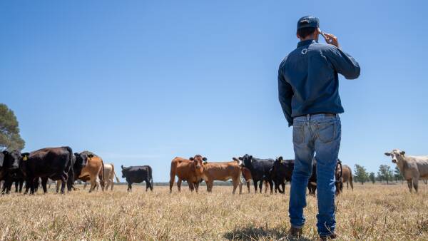 Don't call it in: cattle producers lose fight for more say in MLA business