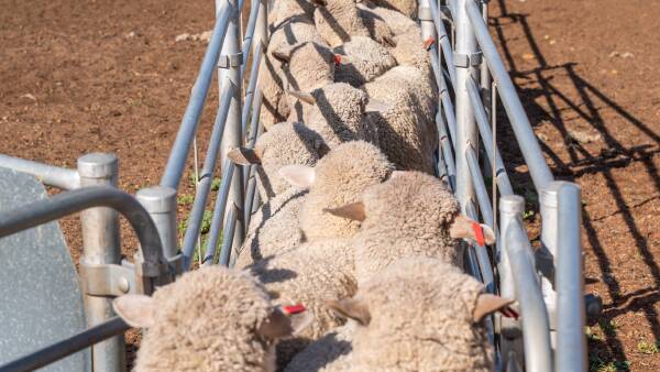 State by state: where pain relief mandate plans are up to and what's next