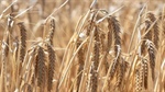 Late national harvest boost as southern yields up to 30pc up on expectation
