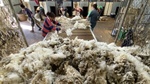 The state where growers and shearing contractors could be risking big fines