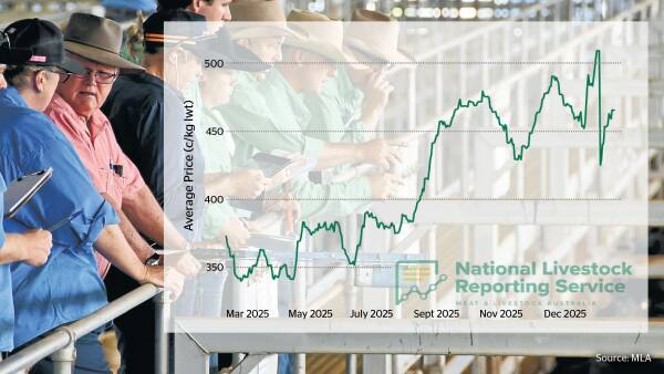Wake-up call for Australia: fake news sends US cattle futures into tailspin