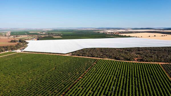 Upscale Riverina citrus aggregation headed for 23,600 tonnes of production