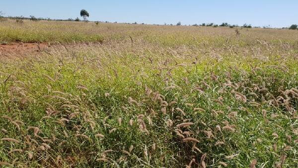 Foreign investment land tax forces Gina Rinehart to sell Qld properties