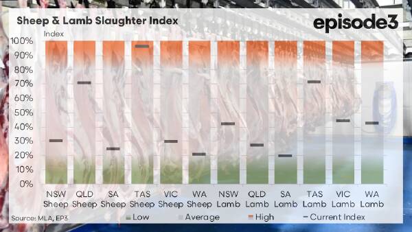 What tightening sheep supply means for producers this season: Episode 3