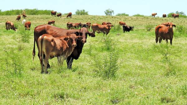 Queensland enjoys farmland price gains as southern states struggle