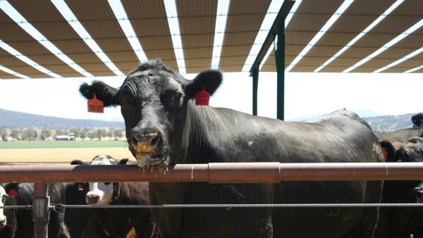 Elders accepts big money to sell Killara feedlot in major agribusiness deal