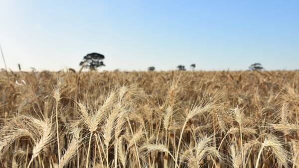Indo wheat deal with US raises Aussie concerns about free trade viability