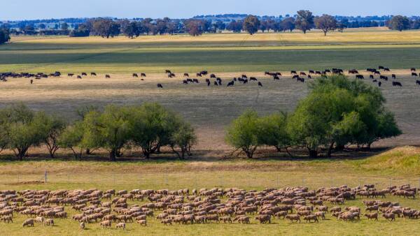 Freight costs, fuel delays create perfect storm for livestock producers