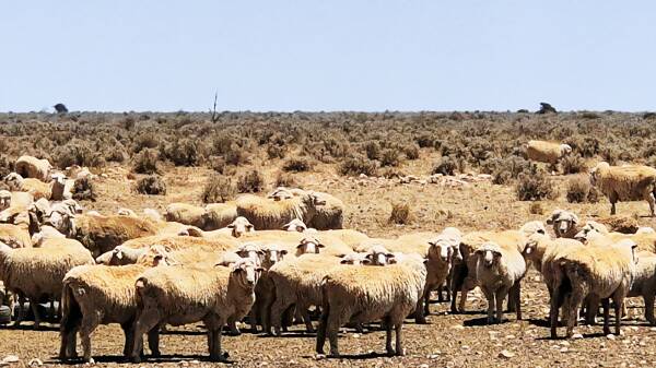Nullarbor trifecta: Third big sheep station is now under contract