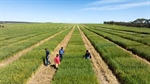 Promising results in nitrogen efficiency trials could help cut wheat inputs