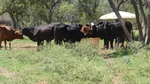 Significantly improved cattle country with excellent water for 600 breeders