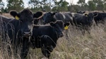Record production, new barriers: Aussie beef's paradoxical growth problem