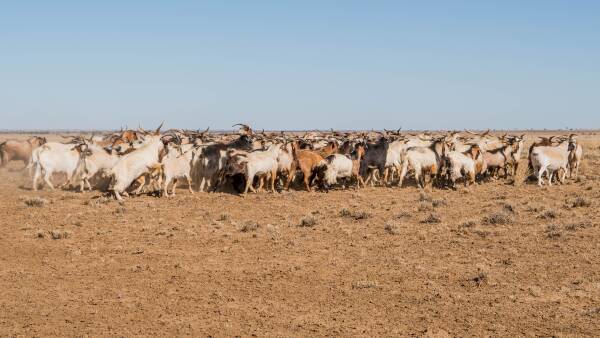 Goatmeat's path forward relies on US demand plus a broader market mix