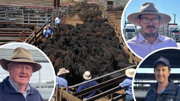 'They just keep coming': NSW sell-off sends eastern cattle prices tumbling