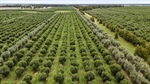Serpentine olive farm with 70,000 trees and lots of water set for auction