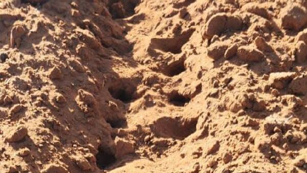 Watch the video: horror mouse plague issues as western crisis intensifies