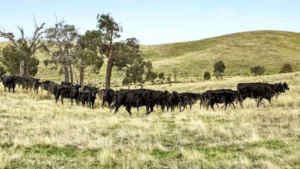 Price slashed on historic Central Victorian farm as new agents step in
