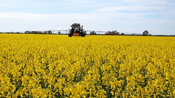 Secure blue ribbon Wimmera cropping country for $4000 an acre