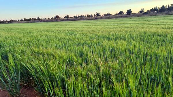 'Half' of farmland held in trusts could be impacted by Labor's tax reforms: RSM