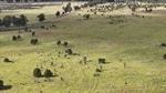 NT family secures Great Dividing Range cattle country at red hot auction