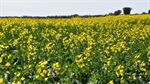 Wheat crop plant drops 20.4pc as dry hurts NSW, Qld, despite recent rain