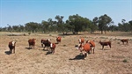 Auction date of handy 'drought proof' cattle property shifted to June 10
