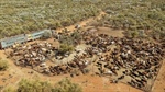 Major property capable of running up to 15,000 cattle on the market | Video