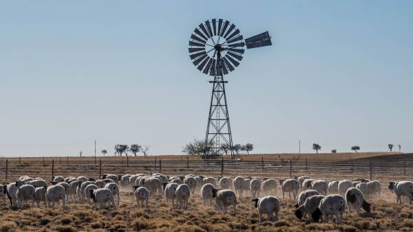 Explainer: how tight supply is overriding soft sheep meat export demand