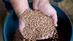 Australian lentil crop set for new record as farmers look for low N option