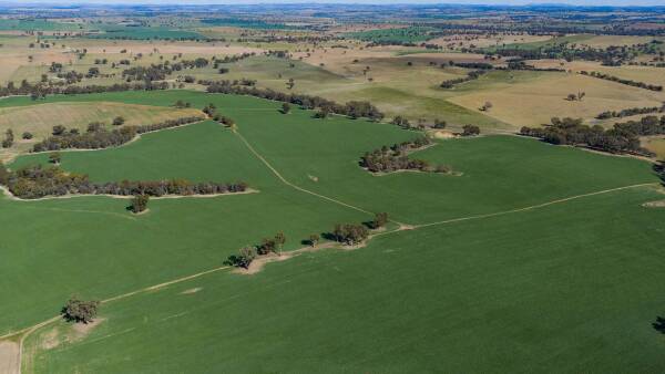 Clearview with fertile soils, production and quality improvements | Photos