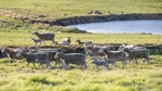 Export weakness and supply spike combine to cool sheep and lamb market