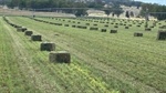 Exceptionally well developed irrigated fodder factory on market | Video