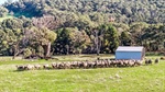 Two 100-acre Euroa farming blocks sell quickly in the North East
