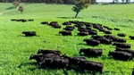 Breeding and finishing operation with excellent pasture performance | Video