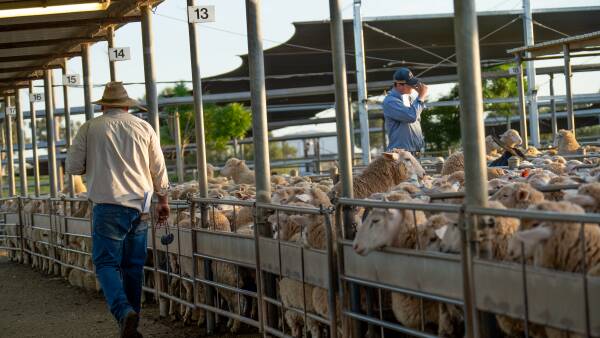 Explainer: the complex equation squeezing Aussie sheep processor margins
