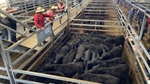Put this in your calculator: right now is the time to profit on young cattle