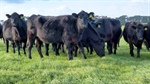 Rare opportunity as King Island beef portfolio hits sales market