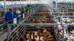 New data shows how Korea and China tariffs are shaping who buys Aussie beef
