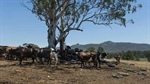 Farmers hold record $7 billion buffer as El Nino threat looms over summer
