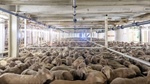 Petition to ban all live export brushed aside by Parliament: here's why