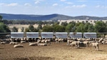 Think containment feeding for ewes is just for drought times? Think again