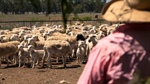 An early spring flush is on the cards: what it means now for sheep producers