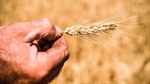 Ukraine, Iran wars directly affecting grain margins as diesel costs spike