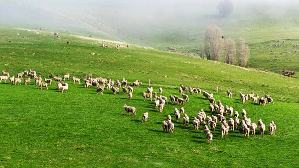 Central Victorian grazing property sells for $2.1m after a swift campaign