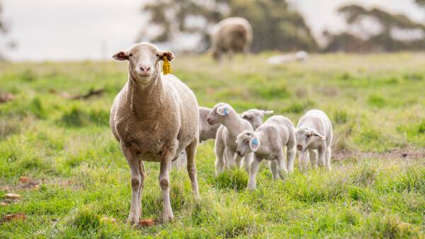 'They just kill it': ewe lamb joining is 'highly profitable' if done right