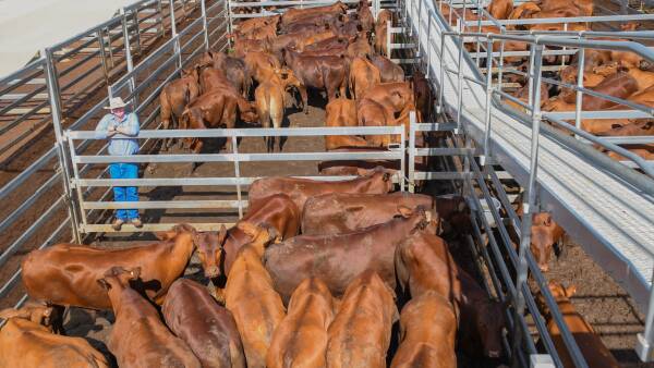 Cattle producers are 'hooking in', driving a price surge in a grass market