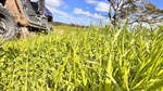 Upper Hunter cattle farm with significant potential hits the market for $3000/acre | Video
