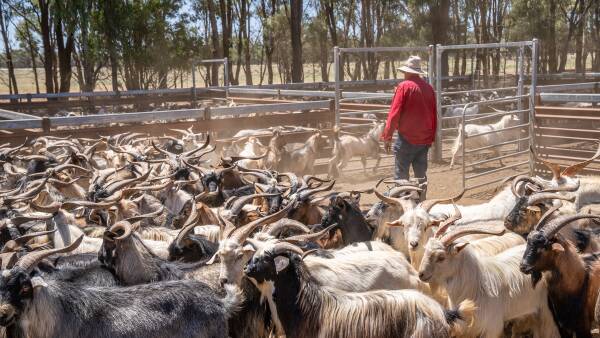 US market anchors goatmeat export rebound but market reliance spurs caution